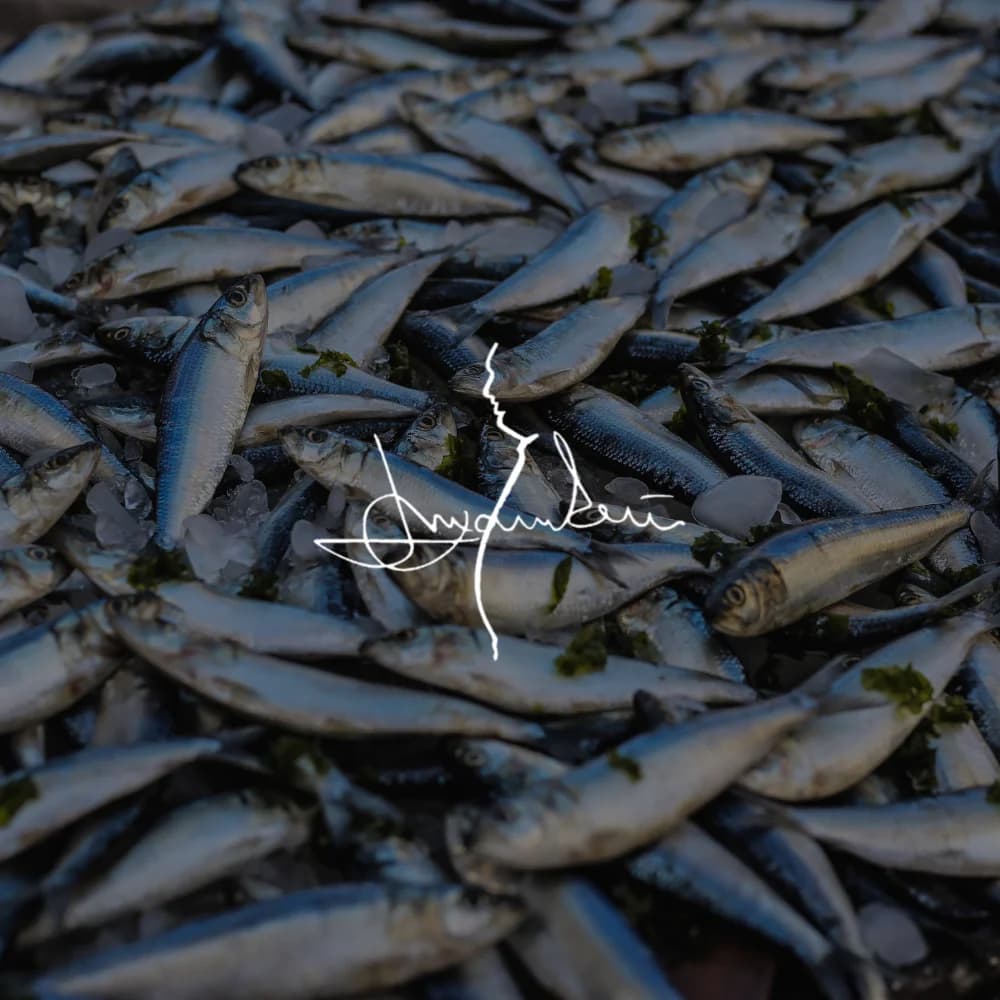 Ansjovispuck