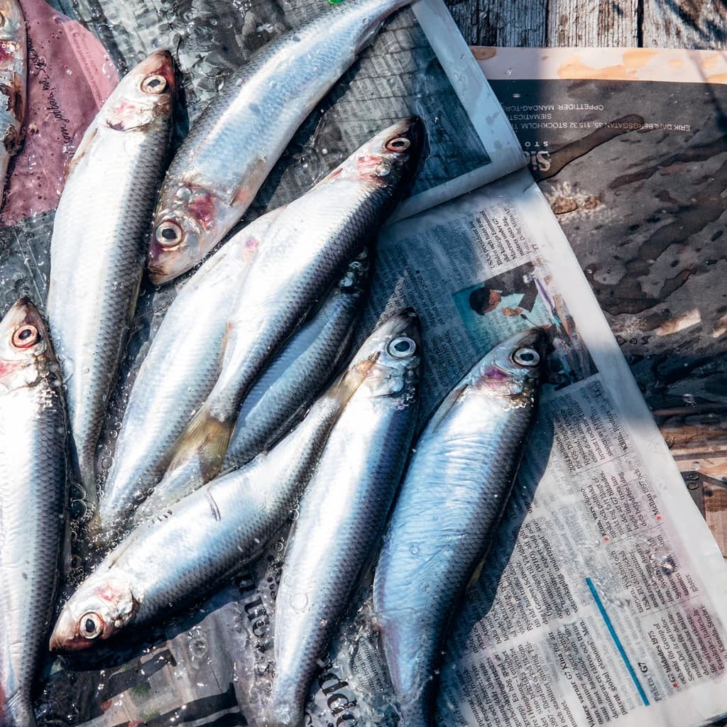 Midsommarströmming